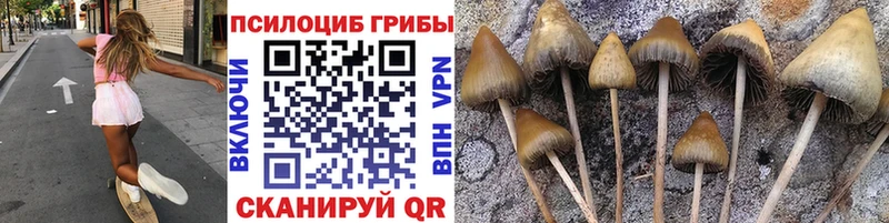 Купить где  Ипатово  Галлюциногенные грибы Cubensis 